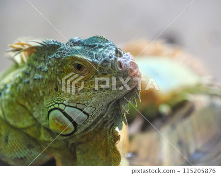 綠鬣蜥的臉部特寫 115205876