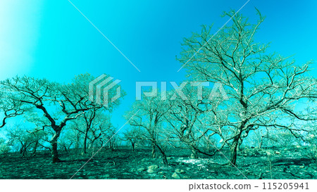 Wilderness Fever Trees Burned Cross Color Hillside 115205941
