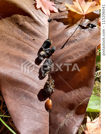 來自鼬科野生動物糞便的種子 115206041