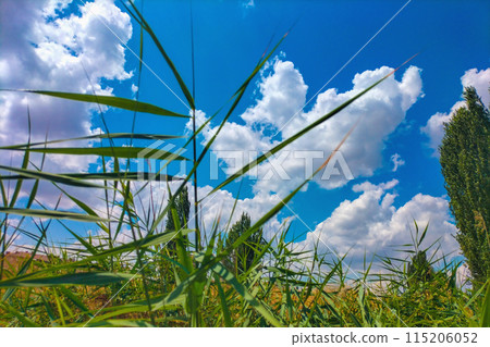 Bright background photo with green plants against a blue sky with few fluffy clouds. The theme of reflection on the beauty of the world around us and our impact on it Bright background photo with green plants against a blue sky with few fluffy clouds. The theme of reflection on the beauty of the world around us and our impact on it 115206052