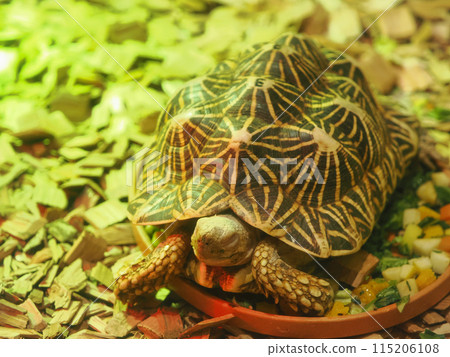 Indian star tortoise sleeping on food Indian star tortoise sleeping on food 115206108