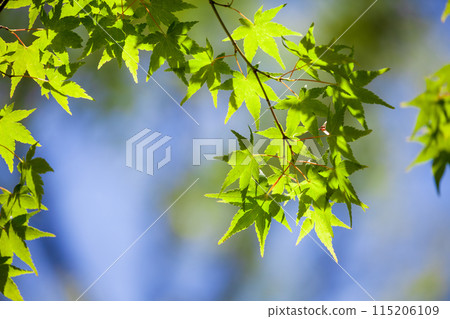 The fresh green leaves are beautiful The fresh green leaves are beautiful 115206109