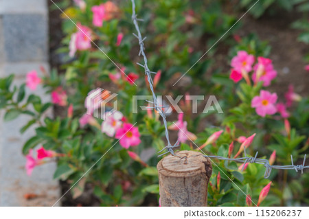 Flowers as symbol of beauty and art closed, banned, under barbed wire. Concept of dictatorship, totalitarianism, prohibition of freedom of speech, expression, thoughts, Creativity against automatism Flowers as symbol of beauty and art closed, banned, under barbed wire. Concept of dictatorship, totalitarianism, prohibition of freedom of speech, expression, thoughts, Creativity against automatism 115206237