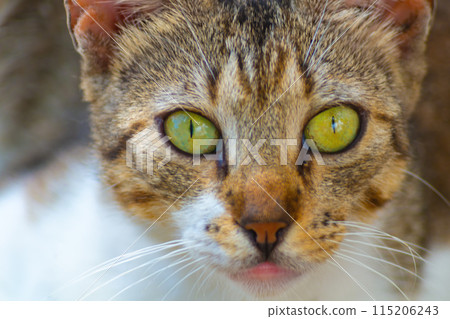 Cat watches with slightly anxious eyes, assessing situation around him, listening to every rustle, observing every movement. Concept of instinct of self-preservation and escape in event of danger 115206243