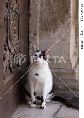 杜布羅夫尼克老城，坐在石牆前的黑白貓 115206255