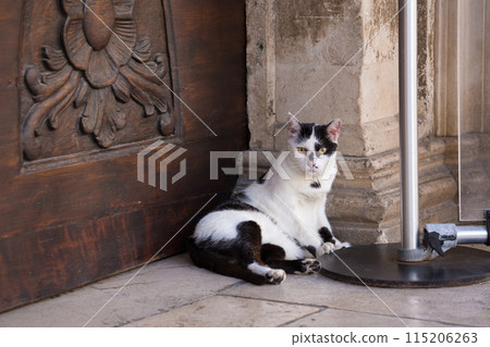 Black and white cat leaning against a stone wall in Dubrovnik Old Town 115206263