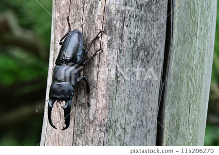 巴拉望島巨型鍬蟲 115206270