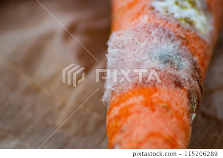 Crop diseases that can lead to global hunger and population decline in the area. Natural phenomena balancing the excessive cultivation of monocultures 115206289