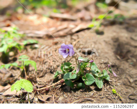 春天的花朵紫羅蘭色 春天的花朵紫羅蘭色 115206297