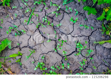 The ground cracked after draining flooded water during a heavy downpour. The growth of young plants has accelerated, favorable conditions for green spaces 115206298
