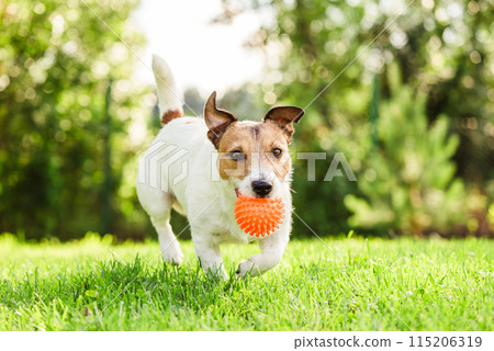 Happy Jack Russell Terrier pet dog playing with toy at back yard lawn 115206319