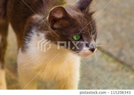 Cat watches with slightly anxious eyes, assessing situation around him, listening to every rustle, observing every movement. Concept of instinct of self-preservation and escape in event of danger Cat watches with slightly anxious eyes, assessing situation around him, listening to every rustle, observing every movement. Concept of instinct of self-preservation and escape in event of danger 115206343