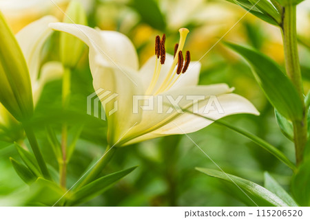 Lily flower image 115206520
