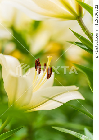 百合花圖像 百合花圖像 115206522