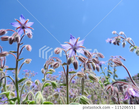 琉璃苣（又稱琉璃苣）是一種屬於紫色科的草本植物。 115206551