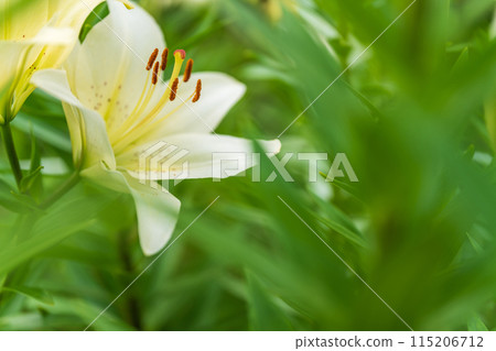 Lily flower image 115206712