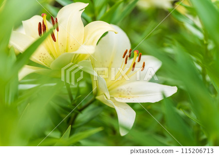 Lily flower image 115206713