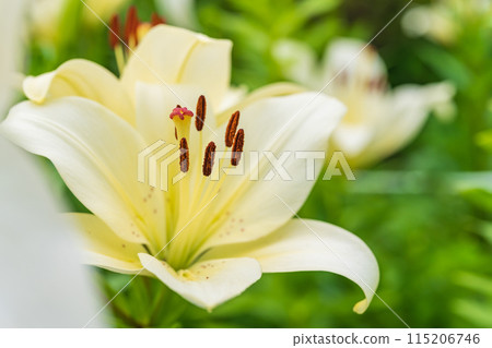 Lily flower image 115206746