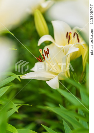 Lily flower image 115206747