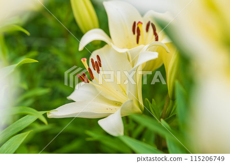 Lily flower image 115206749