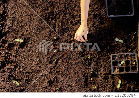 Woman planting vegetable sprouts into the soil Woman planting vegetable sprouts into the soil 115206794