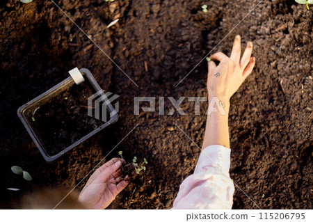 Woman planting vegetable sprouts into the soil Woman planting vegetable sprouts into the soil 115206795