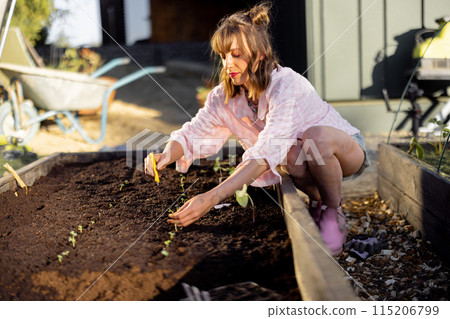 Woman plants vegetable sprouts at her backyard garden Woman plants vegetable sprouts at her backyard garden 115206799