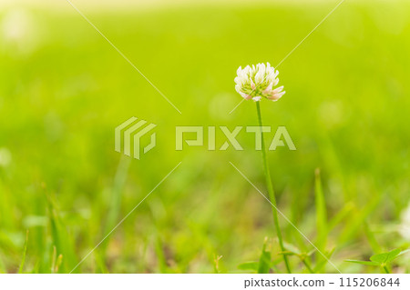 White clover flower image 115206844
