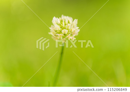 白三葉草花圖像 白三葉草花圖像 115206849