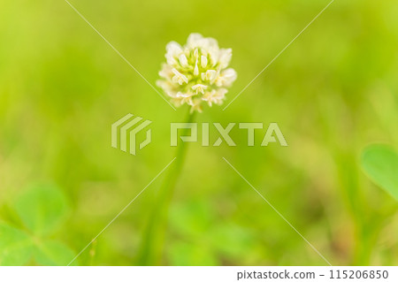 白三葉草花圖像 白三葉草花圖像 115206850