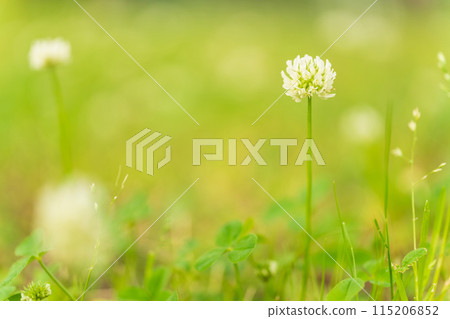 White clover flower image 115206852