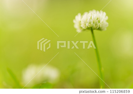 White clover flower image 115206859