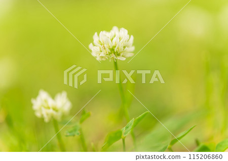 白三葉草花圖像 白三葉草花圖像 115206860
