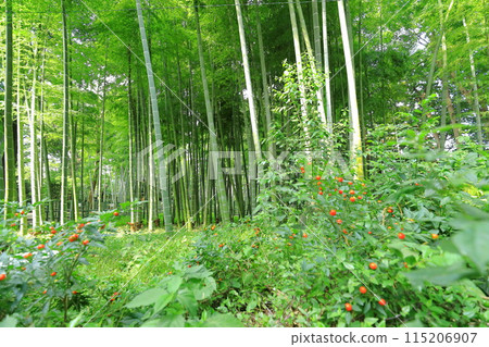 鈴木之宿琉球公園竹林 115206907