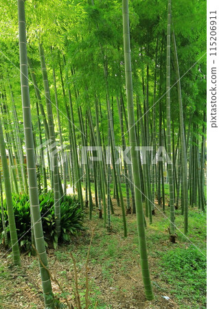 Suzume no Yado Ryokuchi Park Bamboo Forest Suzume no Yado Ryokuchi Park Bamboo Forest 115206911