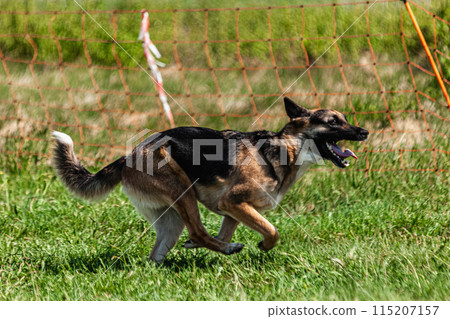 Dog running and chasing lure coursing dog sport competition 115207157