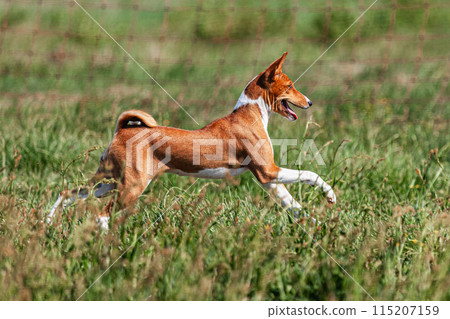 Basenji puppy red and white first time running in field on competition Basenji puppy red and white first time running in field on competition 115207159