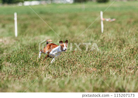 Basenji puppy red and white first time running in field on competition 115207173