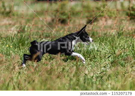 Basenji puppy black and white first time running in field on competition 115207179