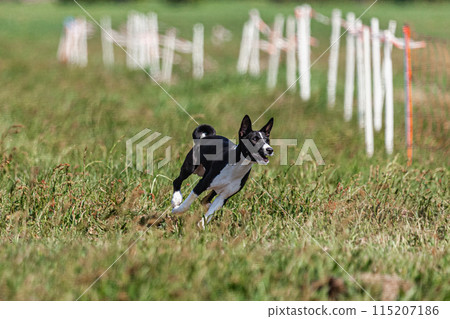 Basenji puppy black and white first time running in field on competition Basenji puppy black and white first time running in field on competition 115207186