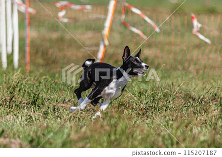 Basenji puppy black and white first time running in field on competition Basenji puppy black and white first time running in field on competition 115207187
