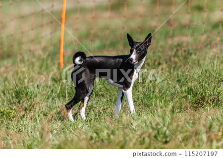 Basenji puppy black and white first time running in field on competition Basenji puppy black and white first time running in field on competition 115207197