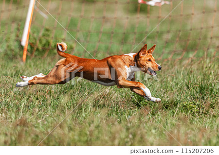 Basenji puppy red and white first time running in field on competition Basenji puppy red and white first time running in field on competition 115207206