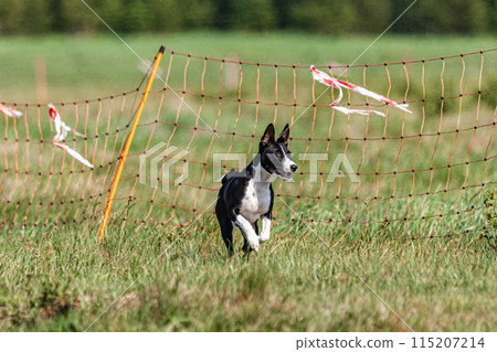 Basenji puppy black and white first time running in field on competition Basenji puppy black and white first time running in field on competition 115207214