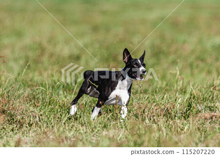 Basenji puppy black and white first time running in field on competition Basenji puppy black and white first time running in field on competition 115207220