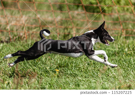 Basenji puppy black and white first time running in field on competition 115207225