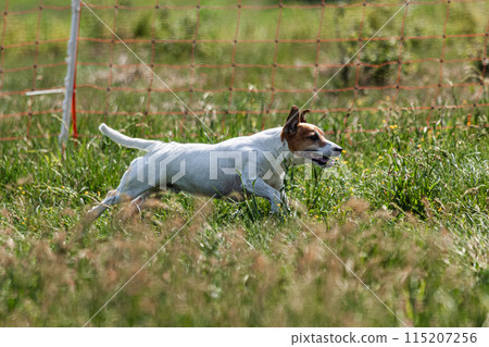Dog running and chasing coursing lure on green field at competition Dog running and chasing coursing lure on green field at competition 115207256
