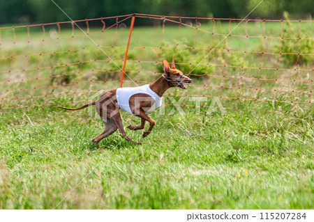 Cirneco dell etna running full speed at lure coursing sport competition Cirneco dell etna running full speed at lure coursing sport competition 115207284