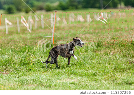 Whippet sprinter dog running and chasing lure on the field Whippet sprinter dog running and chasing lure on the field 115207296