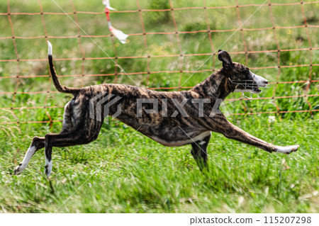 Whippet sprinter dog running and chasing lure on the field 115207298